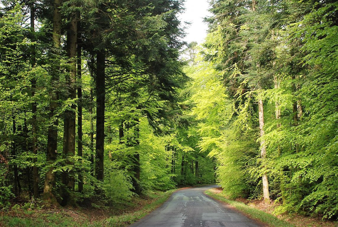 Vosges's forest