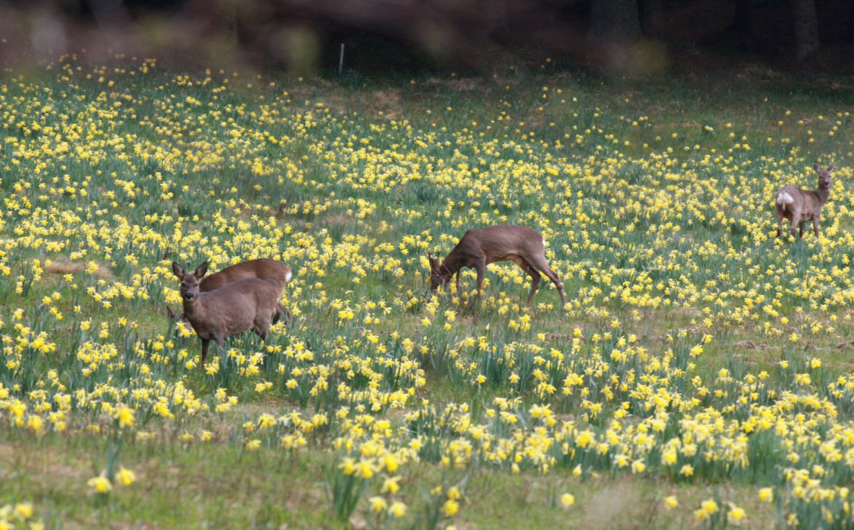 Hinds Vosges