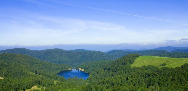 Forest Vosges